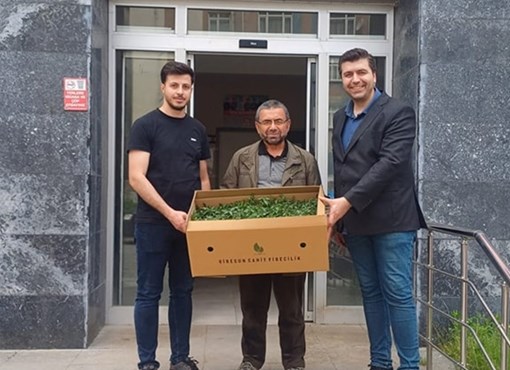 YÜZDE 75 HİBELİ DOMATES FİDESİ DAĞITILDI