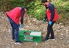 YAĞLIDERE'DE KAHVERENGİ KOKARCA İLE MÜCADELE İÇİN SÜLÜNLER DOĞAYA SALINDI